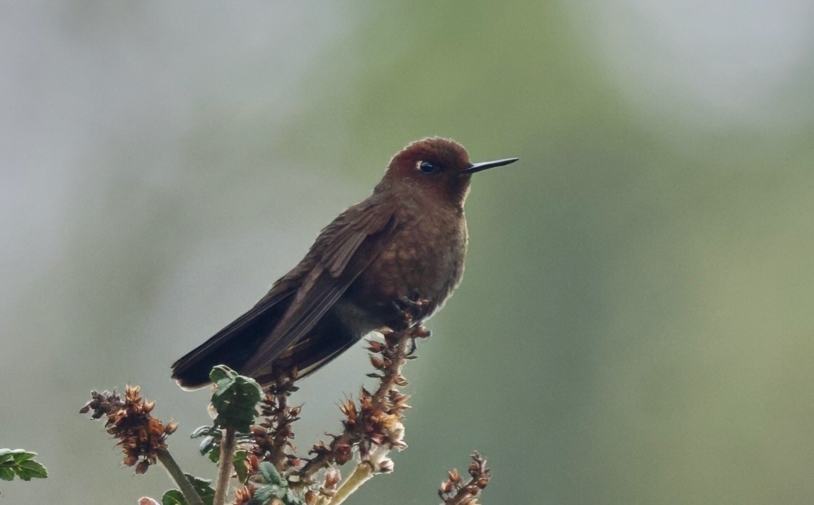 Coppery Metaltail - Ken Rosenberg