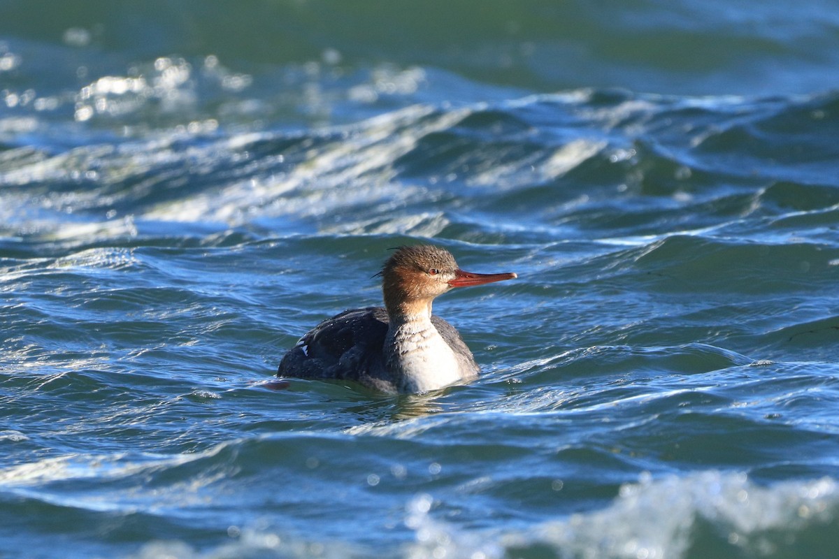 Red-breasted Merganser - Will Burgoyne