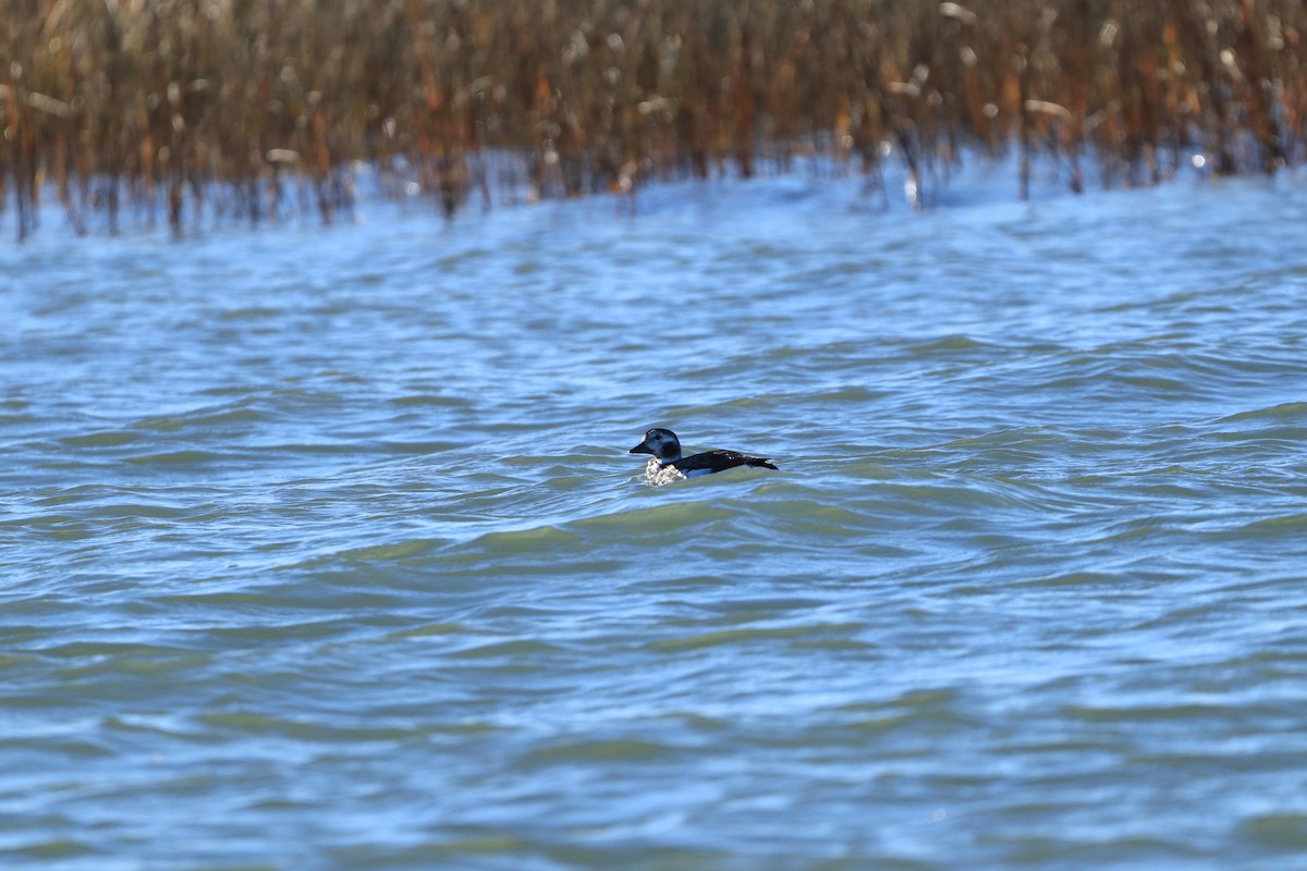 Long-tailed Duck - Will Burgoyne