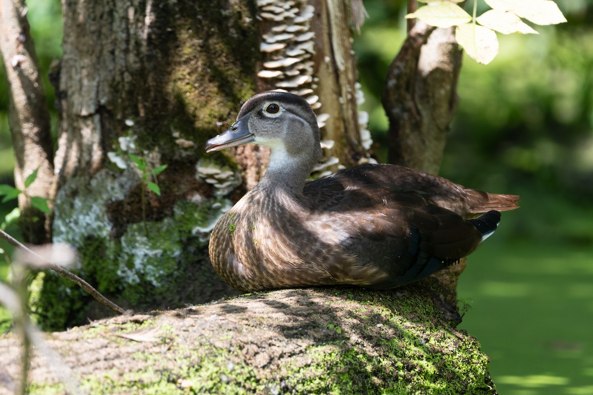 Wood Duck - ML617499156