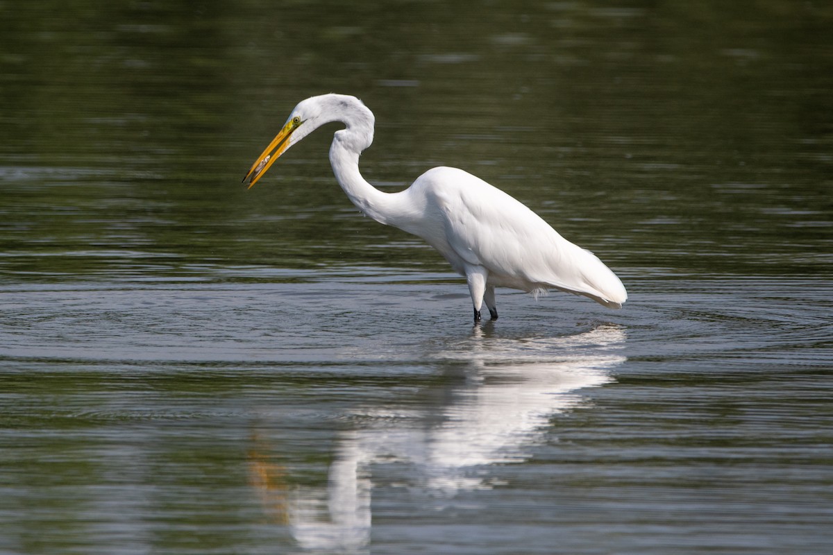 Great Egret - ML617499163