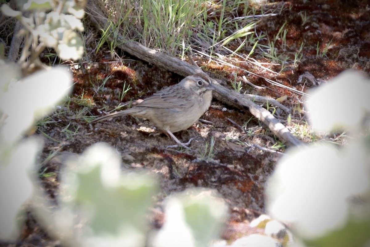 Rufous-crowned Sparrow - ML617499164