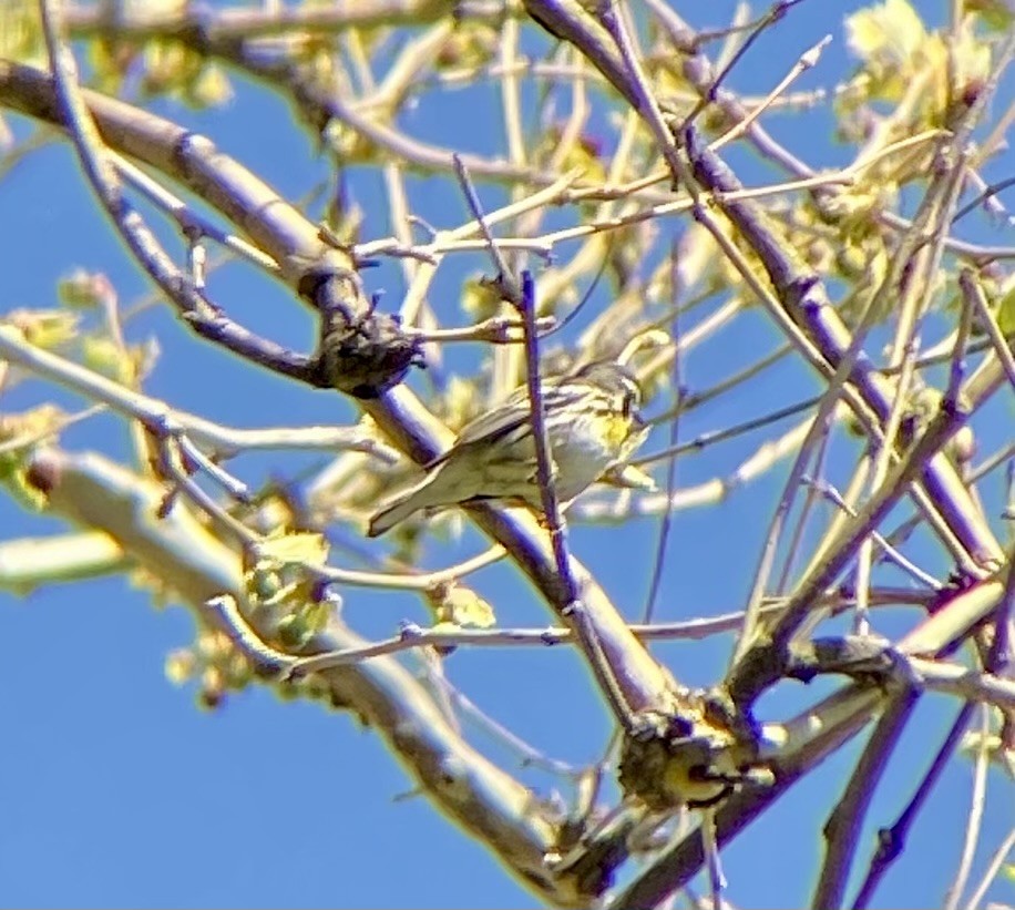 Yellow-throated Warbler - Michael Onel