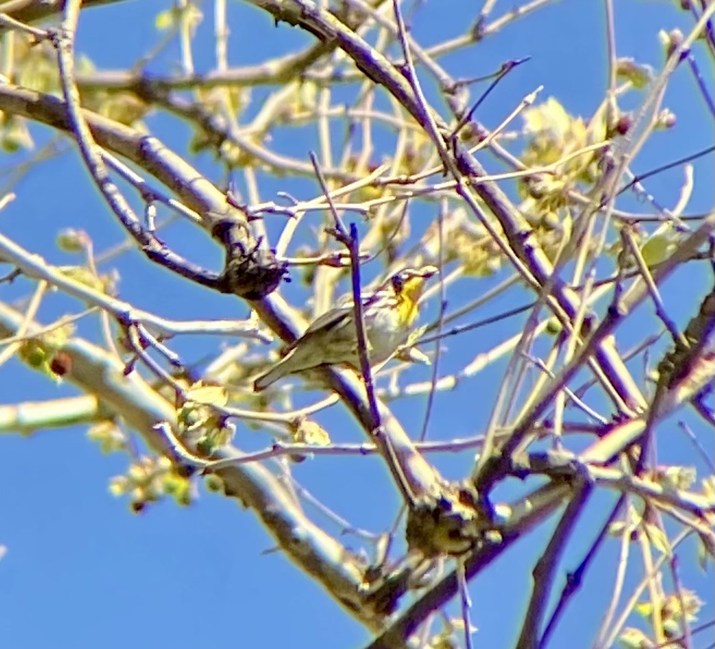 Yellow-throated Warbler - ML617499174