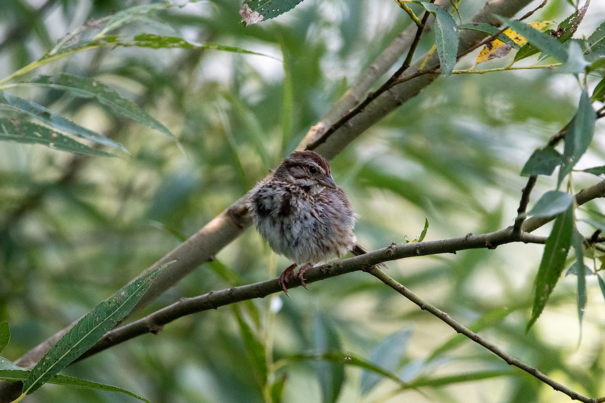 Song Sparrow - ML617499182