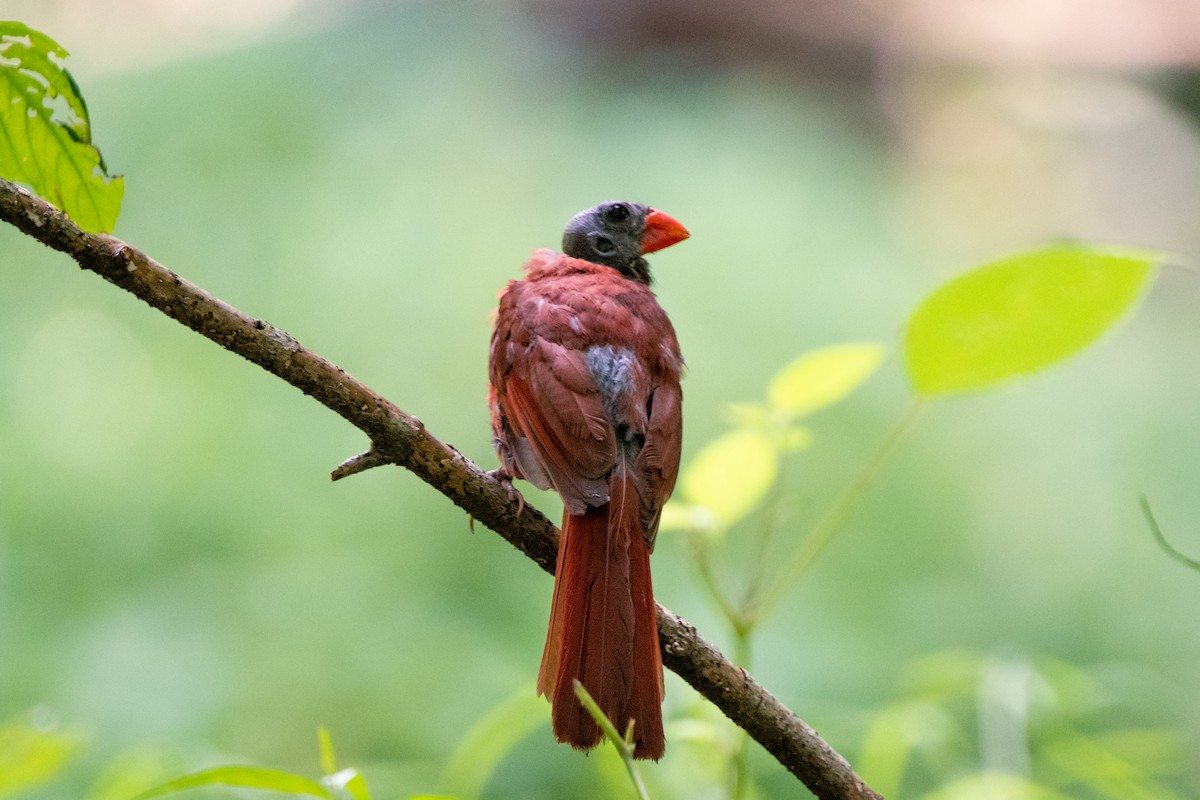 Northern Cardinal - ML617499188