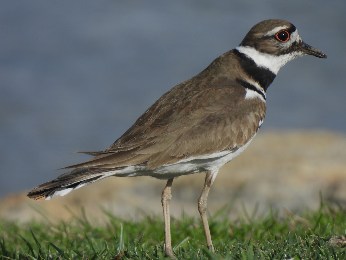 Killdeer - ML617499195