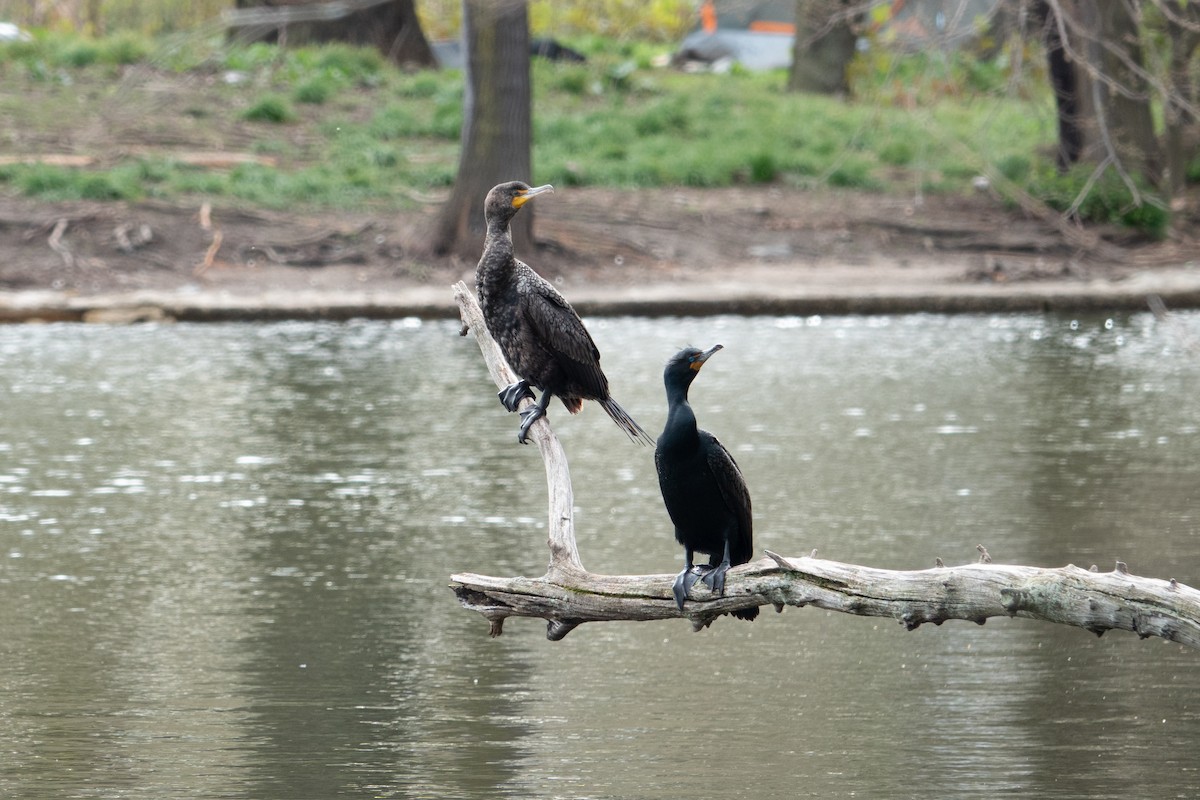 Double-crested Cormorant - ML617499210