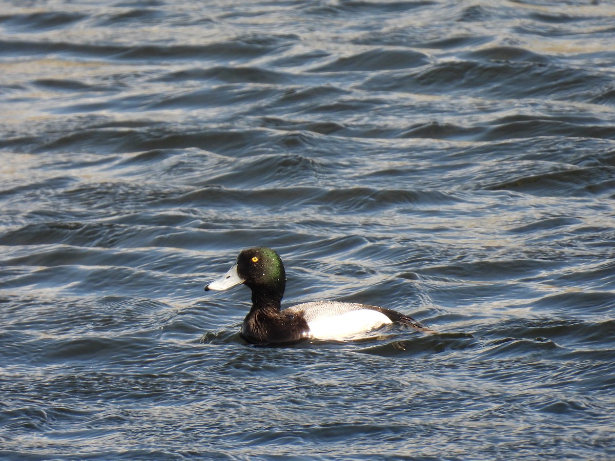 Greater Scaup - ML617499295