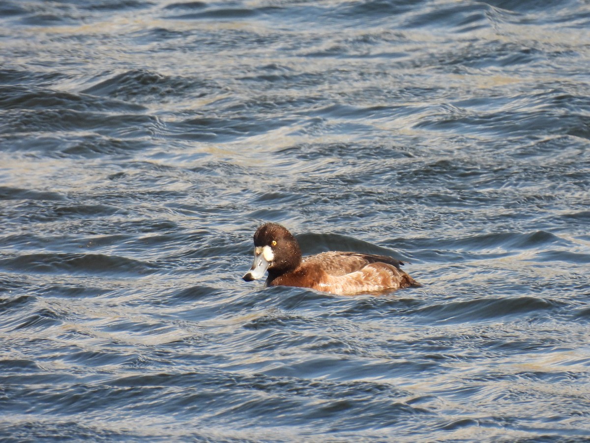Greater Scaup - ML617499296