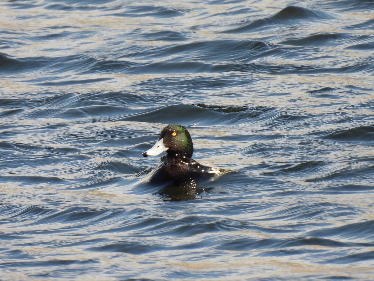 Greater Scaup - ML617499298