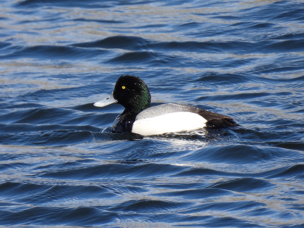 Greater Scaup - ML617499299