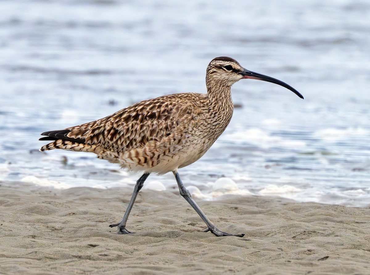 Whimbrel - Greg Courtney