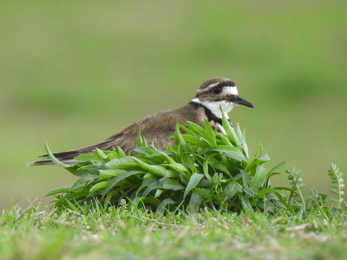 Killdeer - Andrew Whetten