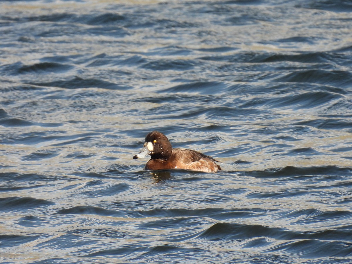 Greater Scaup - ML617499384