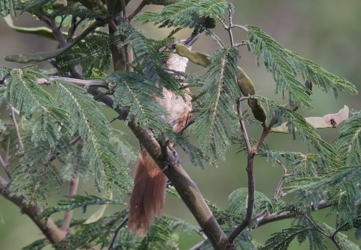 Chestnut-backed Thornbird - ML617499389