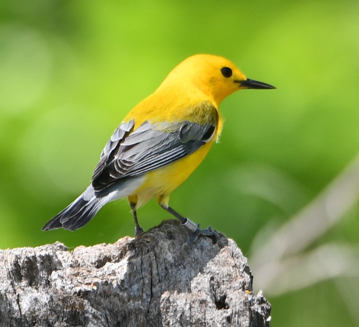 Prothonotary Warbler - M.K. McManus-Muldrow