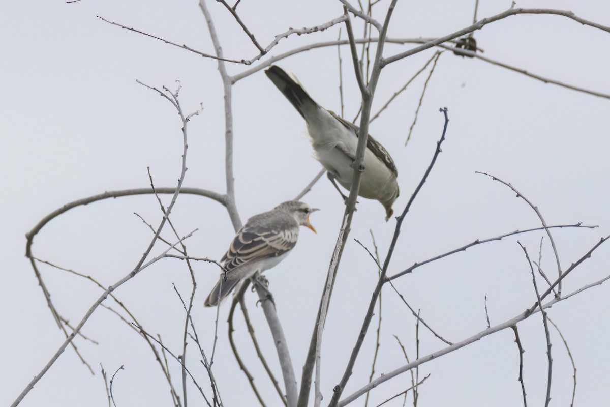 White-shouldered Triller - Andreas Heikaus