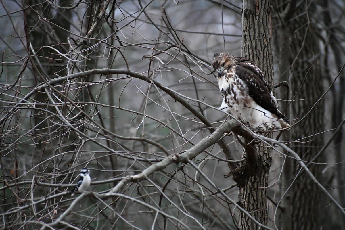 Red-tailed Hawk - ML617499482