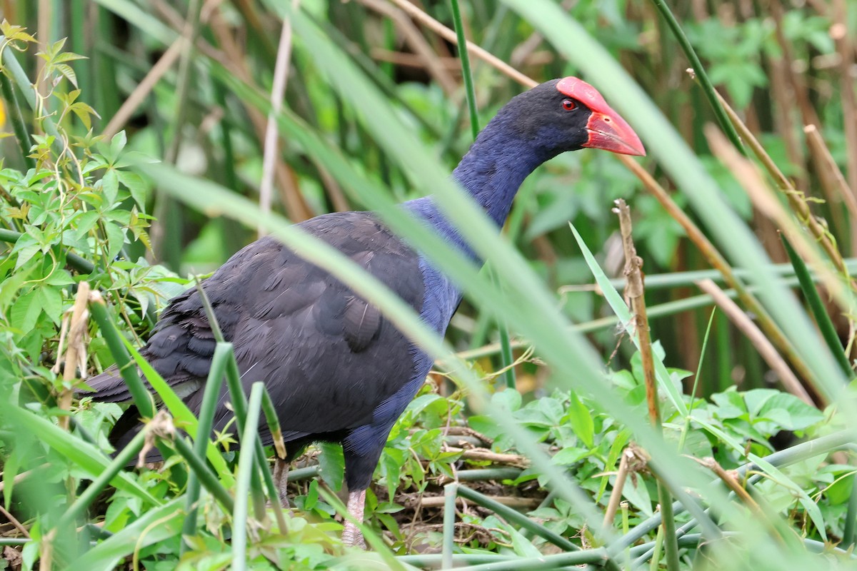 Australasian Swamphen - Lorix Bertling