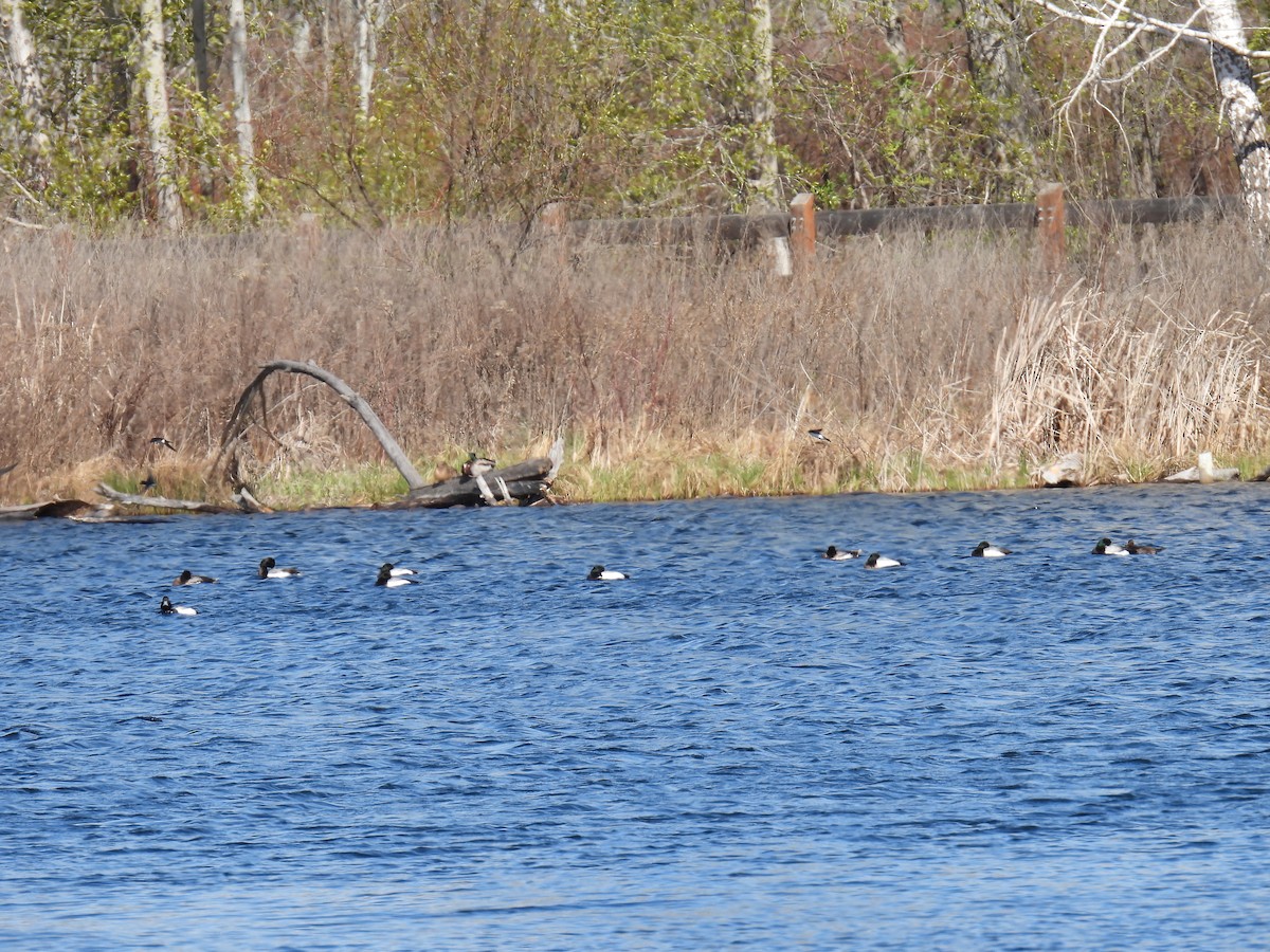 Greater Scaup - ML617499601