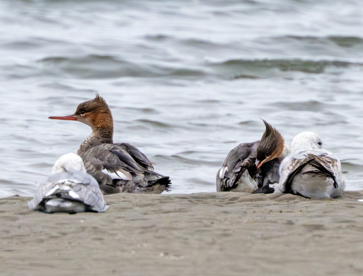 Red-breasted Merganser - ML617499693