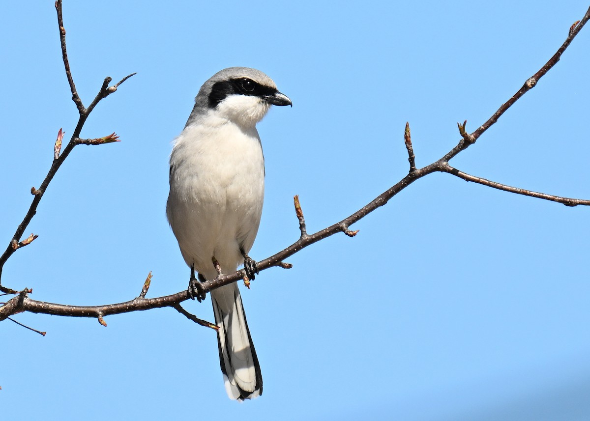 Loggerhead Shrike - Susan Wrisley