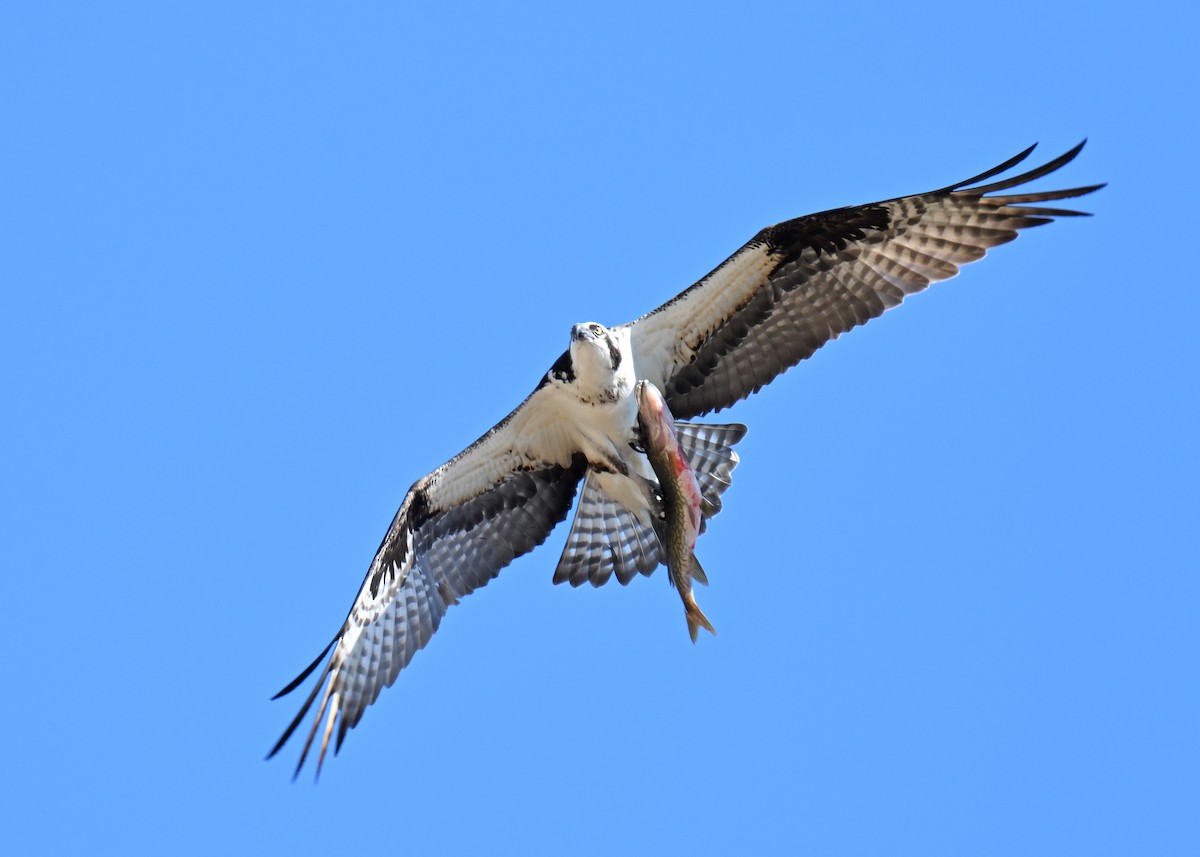 Águila Pescadora - ML617499737