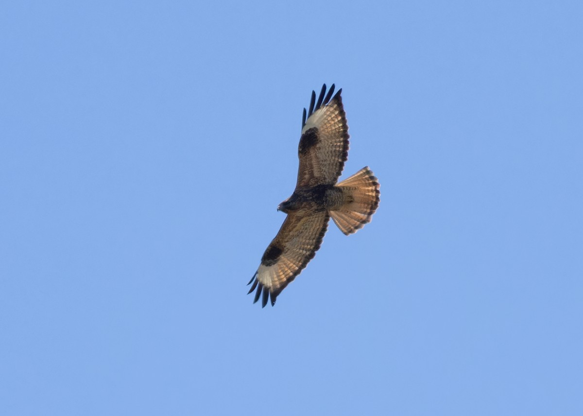 Common Buzzard (Steppe) - ML617499745