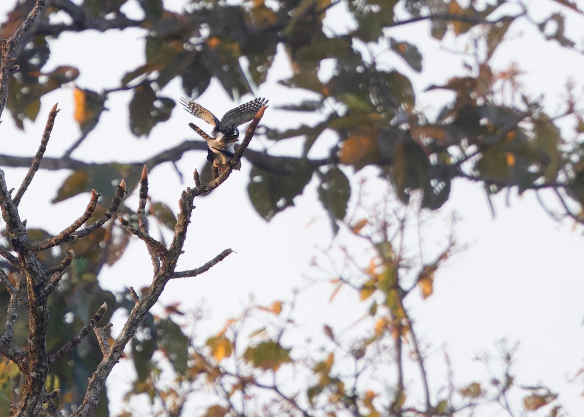 White-rumped Falcon - ML617499795