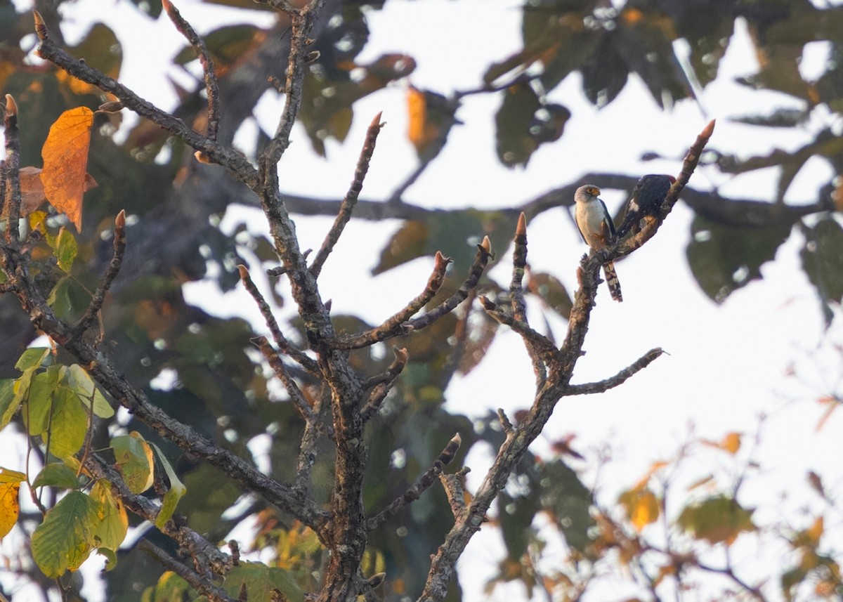 White-rumped Falcon - ML617499796