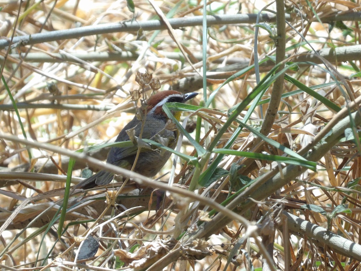 Rufous-capped Warbler (rufifrons Group) - ML617499828