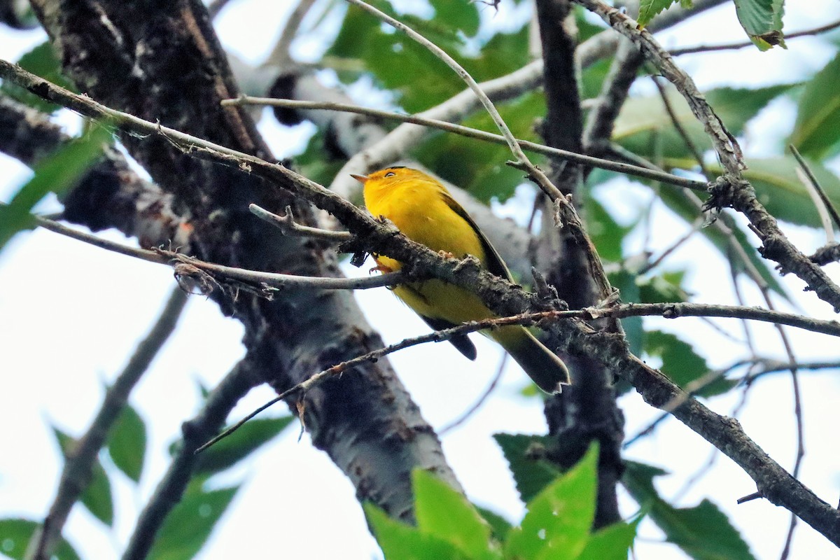 Wilson's Warbler - ML617499839