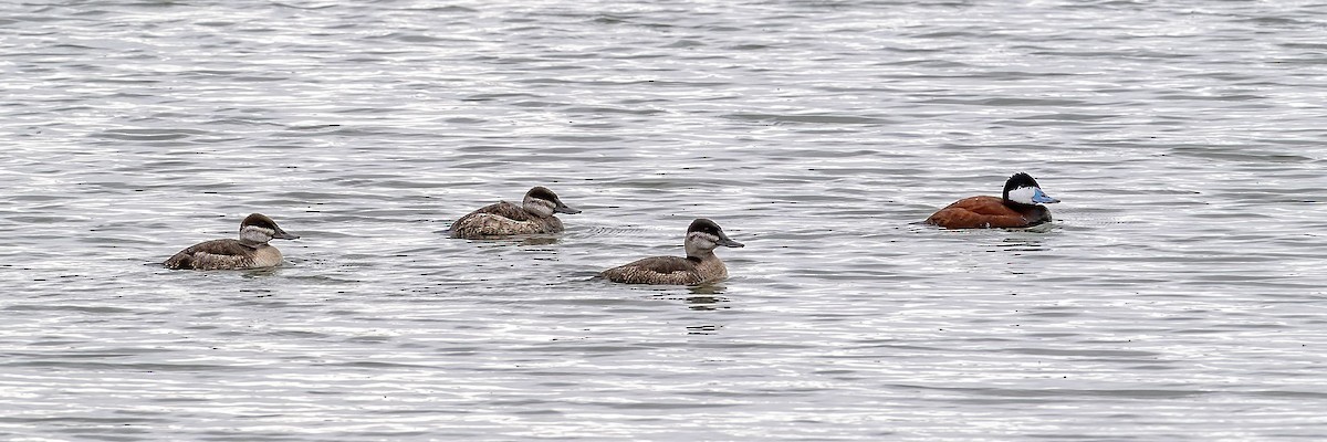 Ruddy Duck - ML617499871