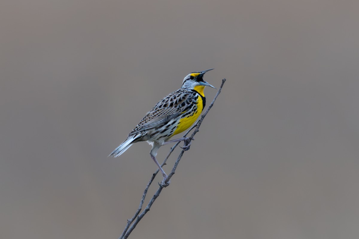 Eastern Meadowlark - Phillip Stosberg