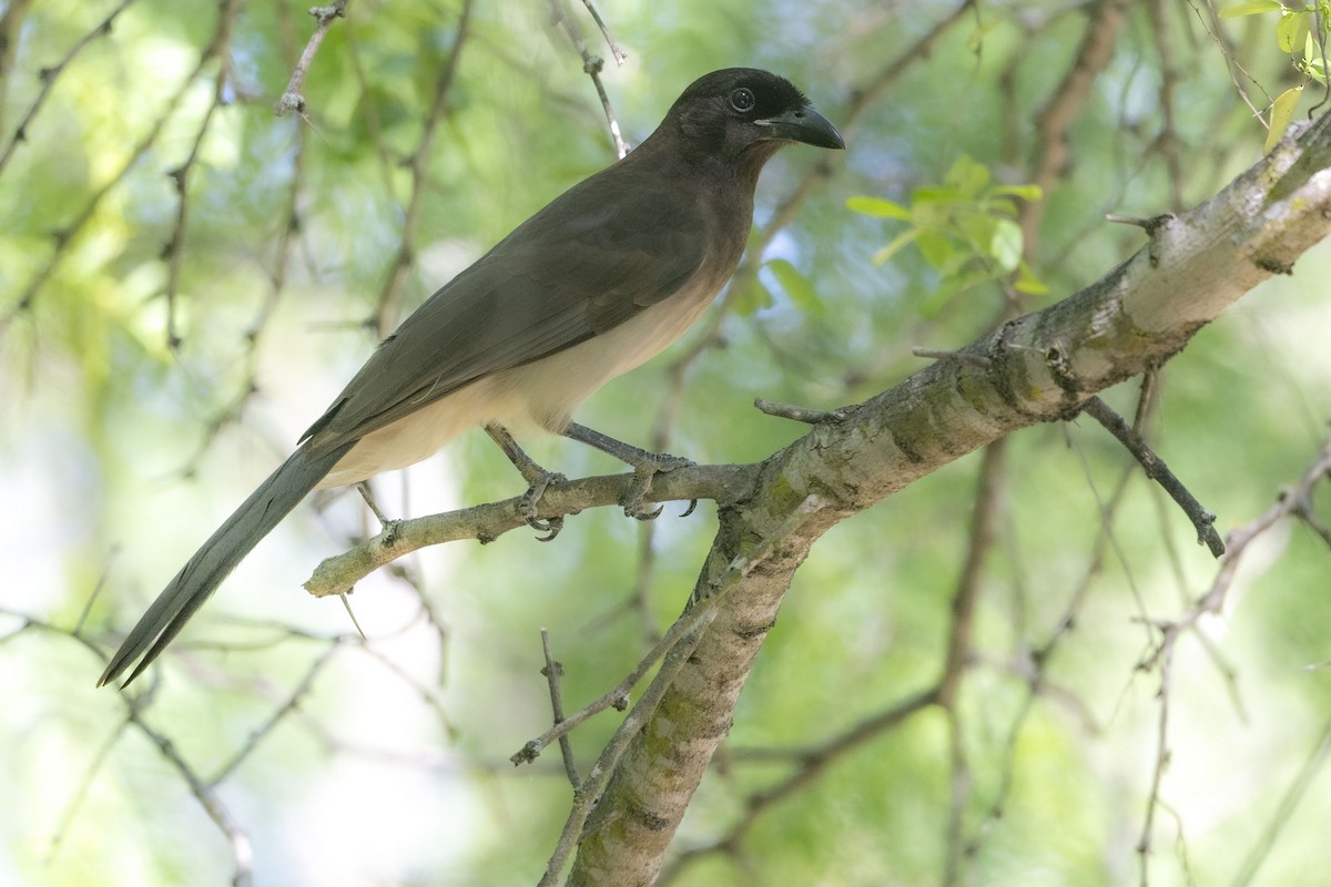 Brown Jay - ML617499900