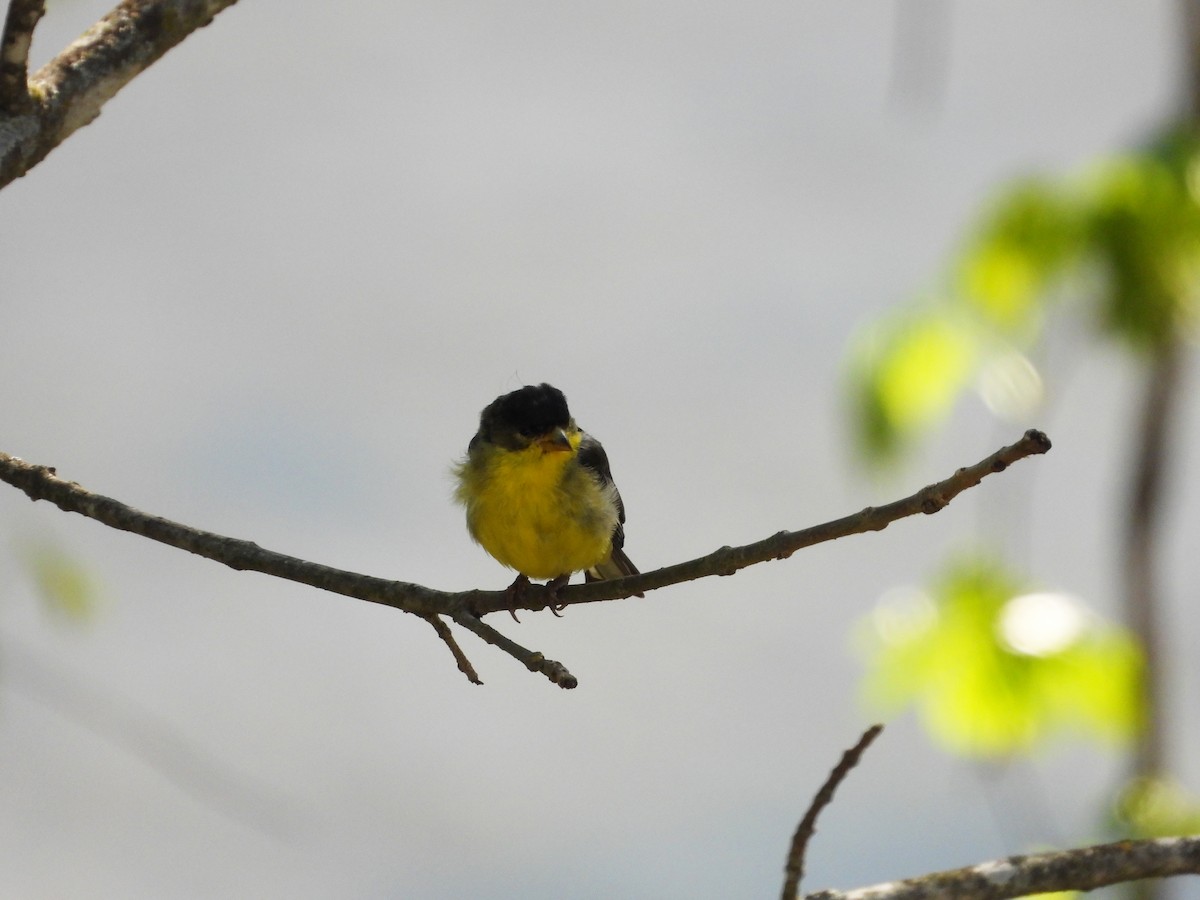 Lesser Goldfinch - ML617499912