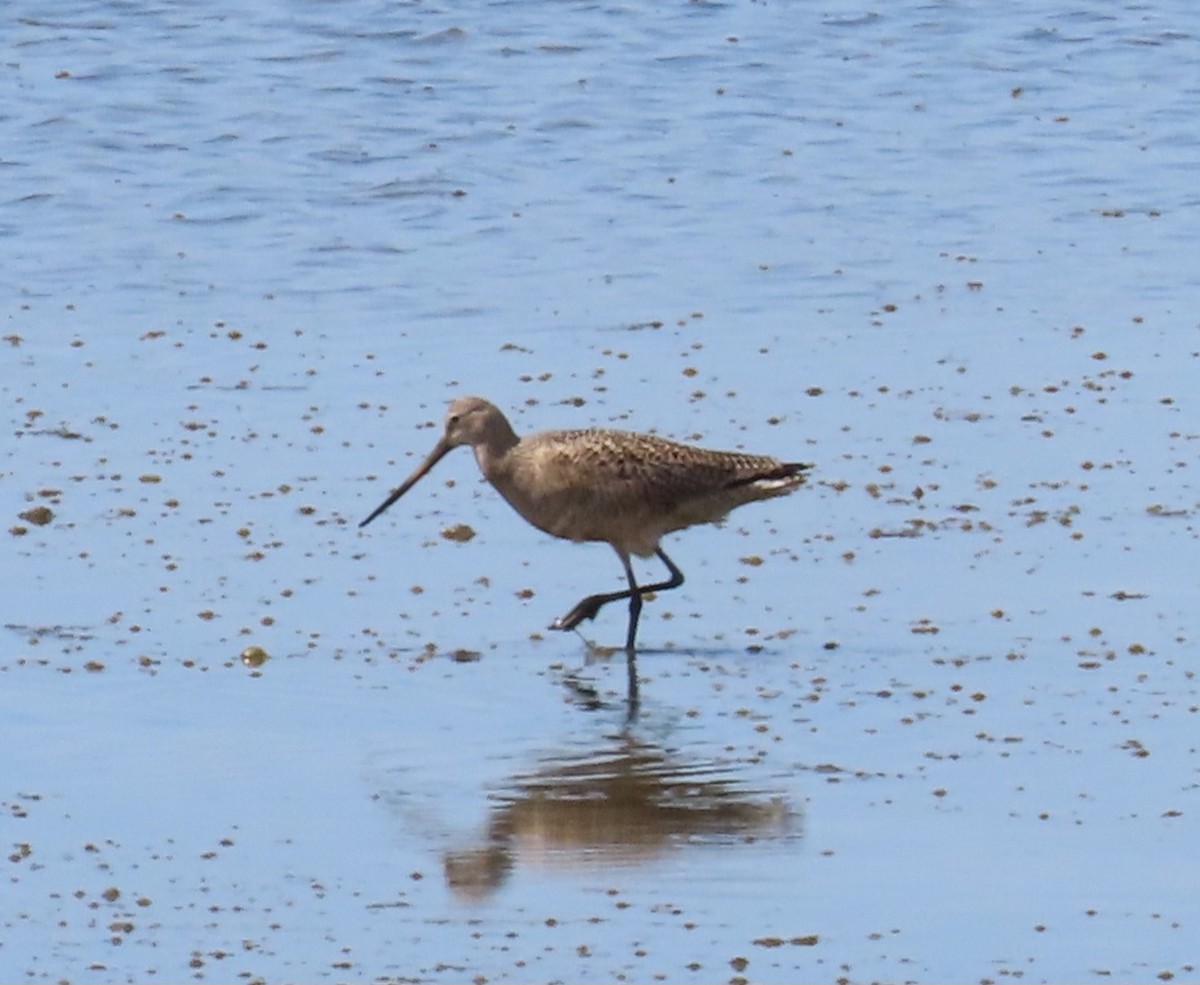 Marbled Godwit - The Spotting Twohees