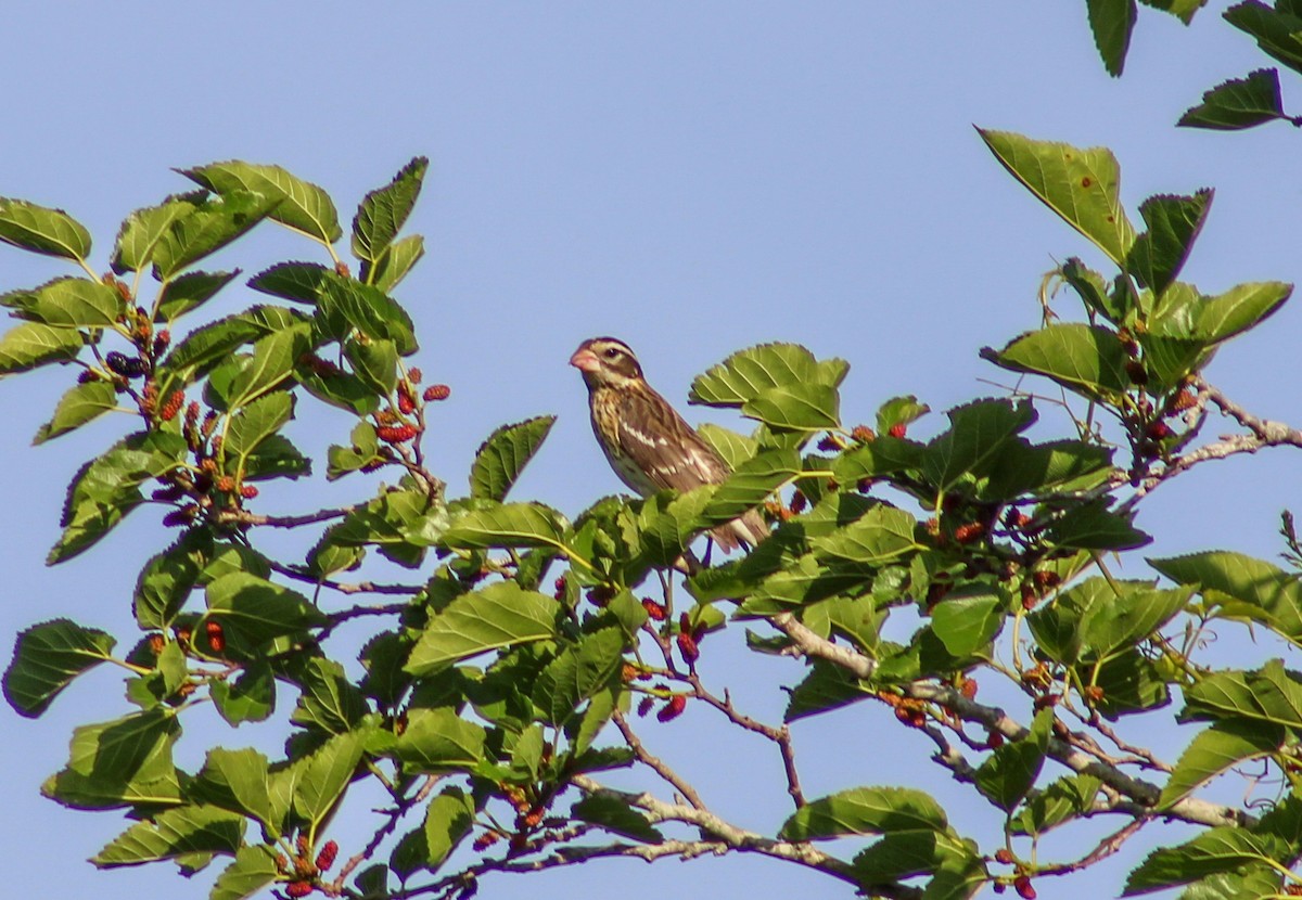 Rose-breasted Grosbeak - ML617500000