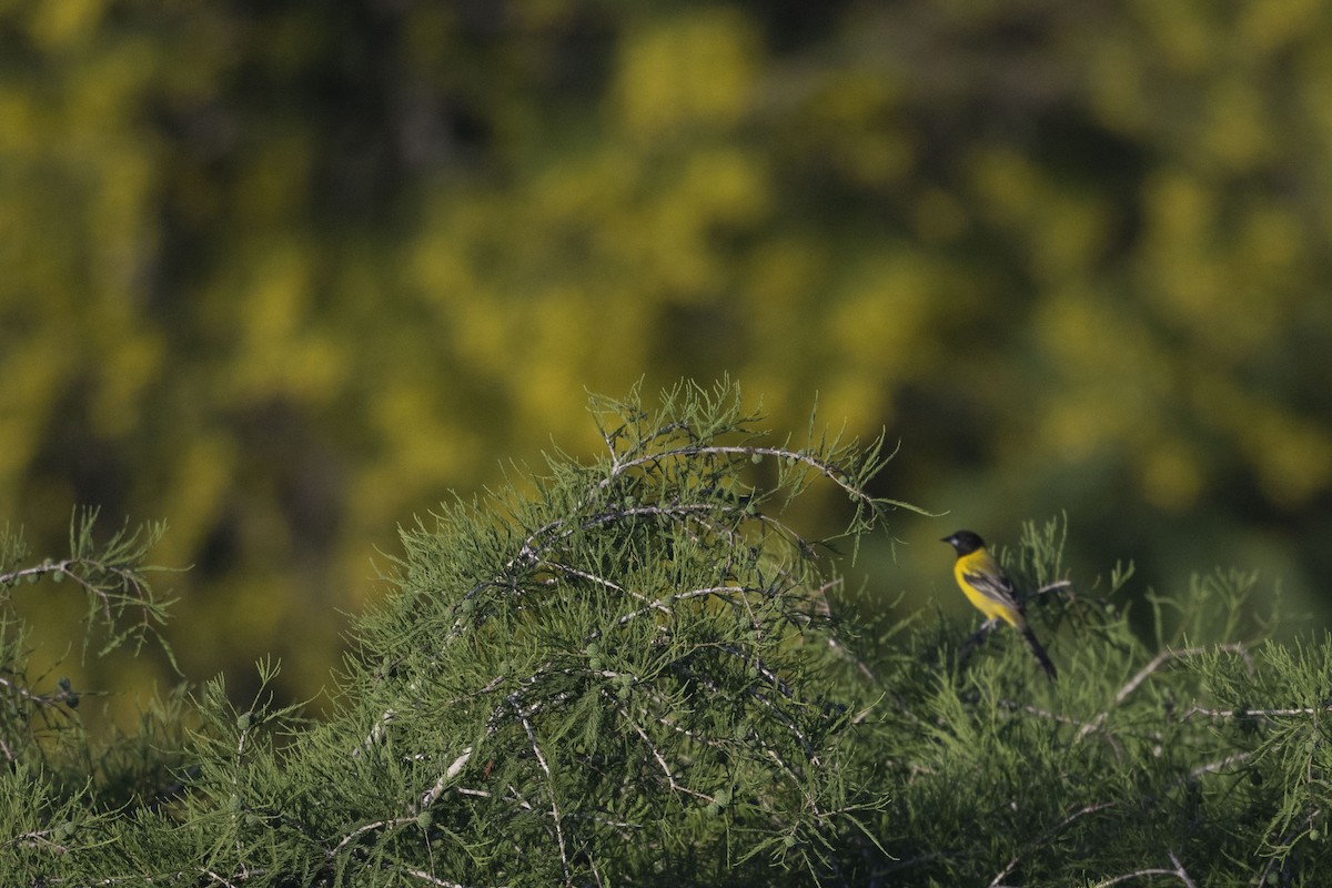 Audubon's Oriole - ML617500015