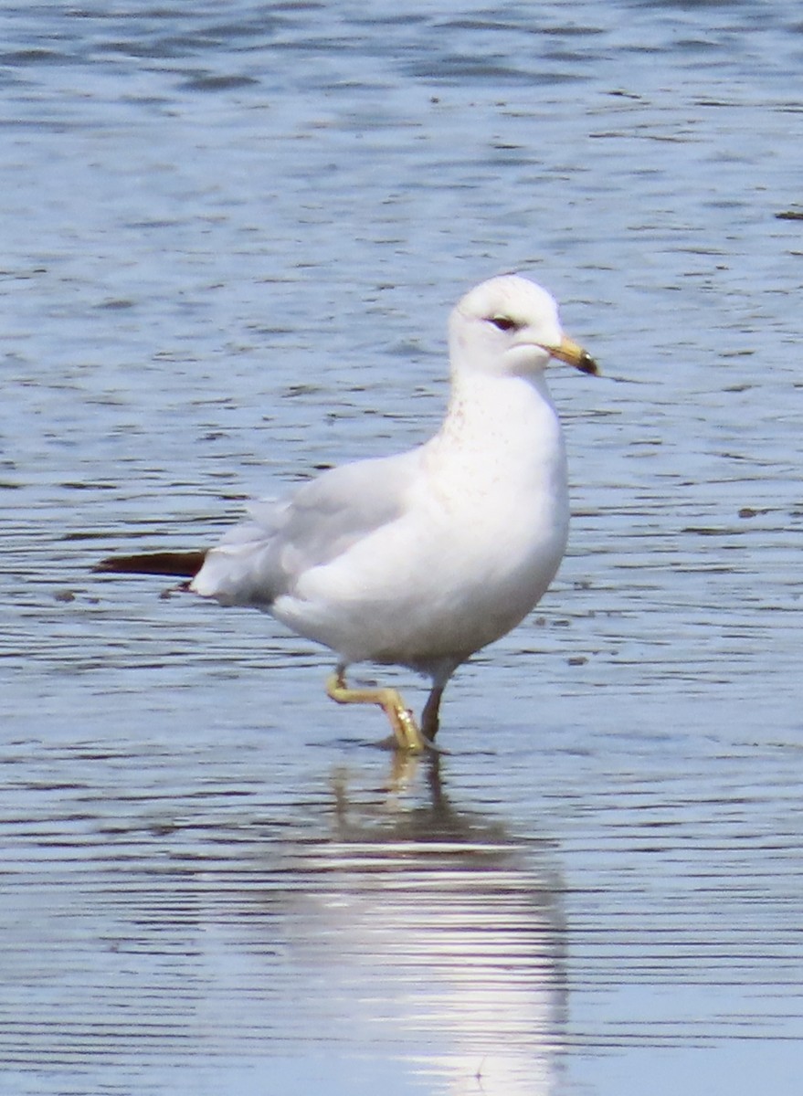 Ring-billed Gull - ML617500037