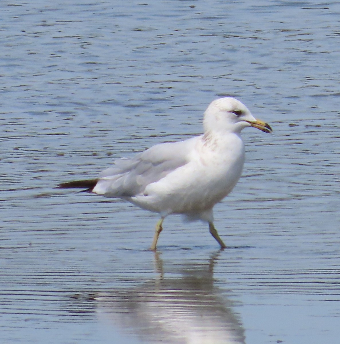 Ring-billed Gull - The Spotting Twohees