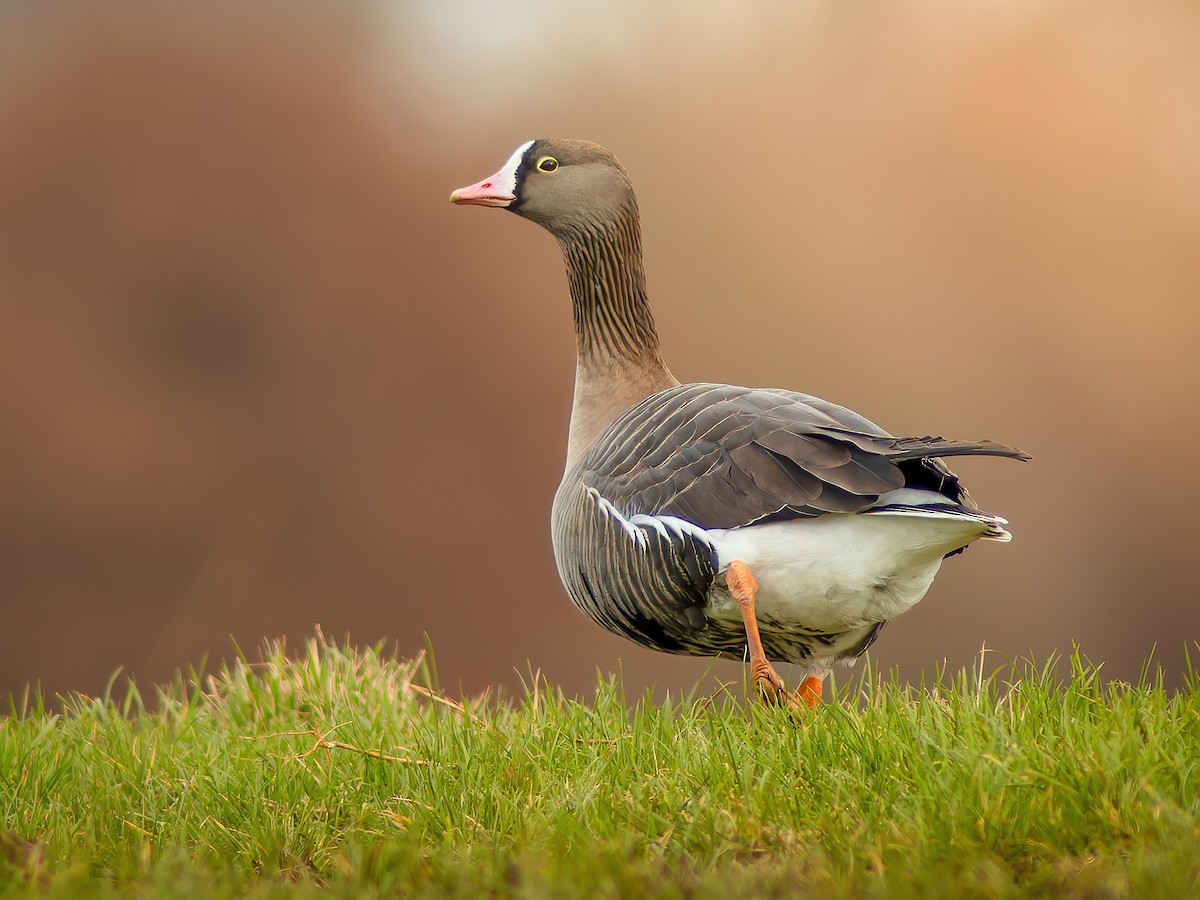 Lesser White-fronted Goose - Anser erythropus - Birds of the World