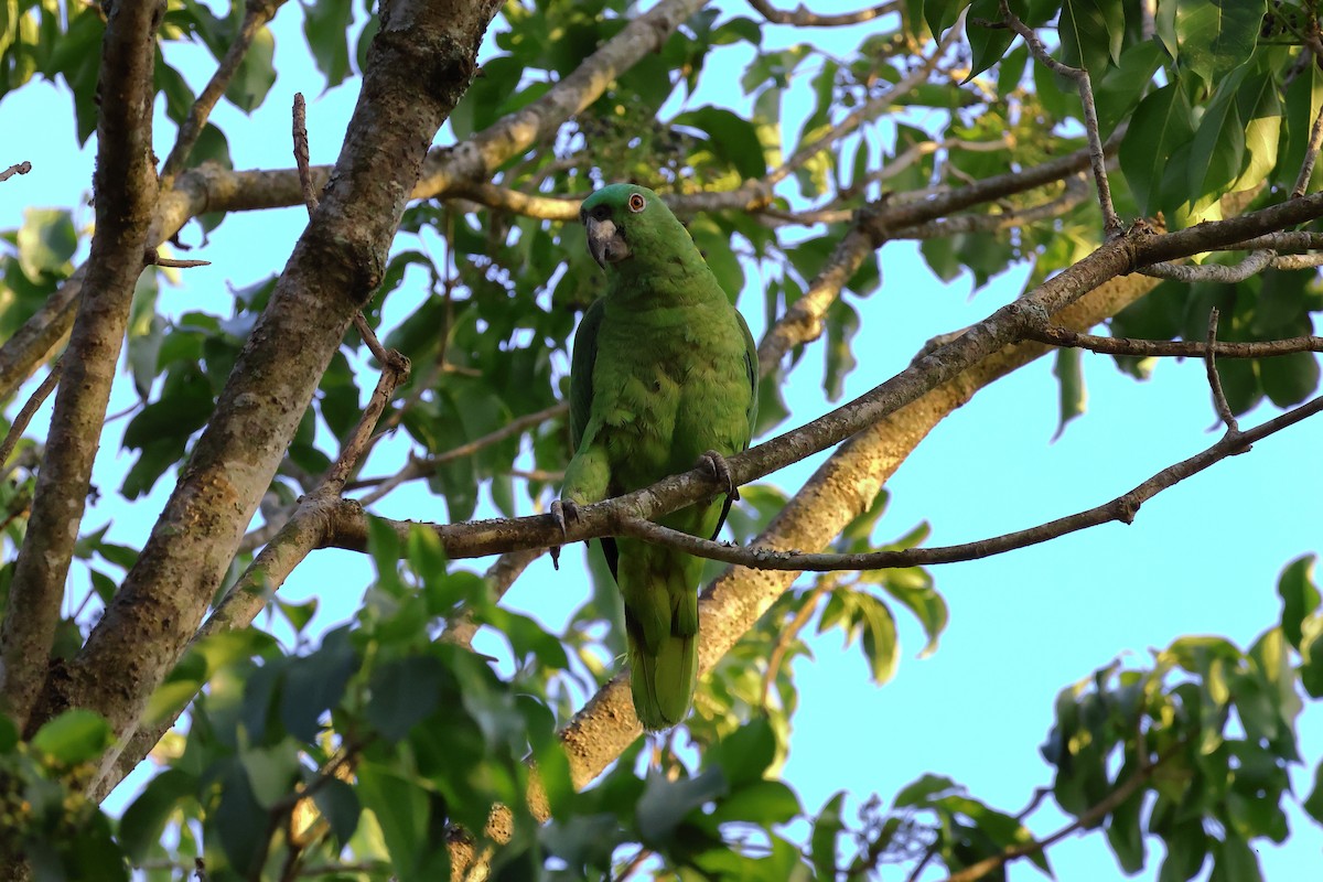 Yellow-naped Amazon - Josué Machado