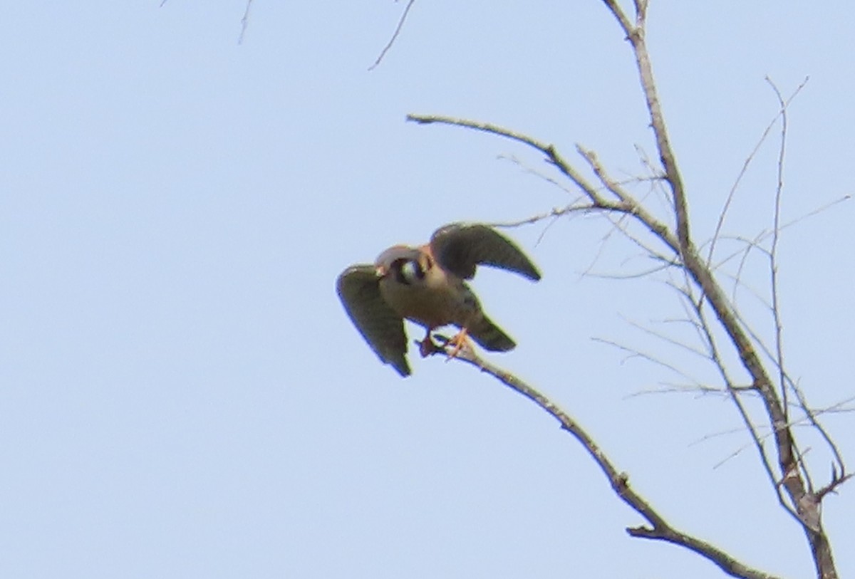 American Kestrel - ML617500068