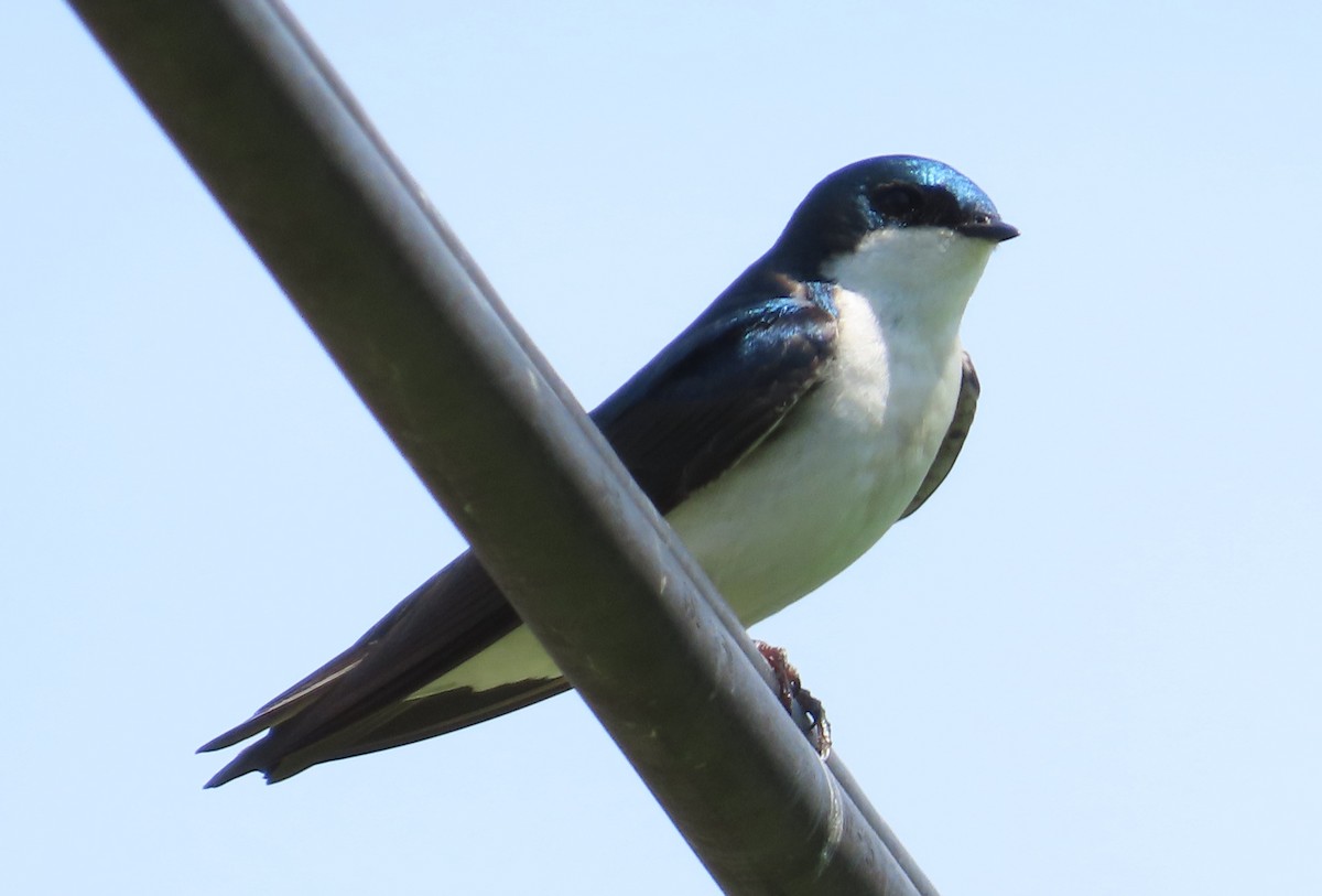 Tree Swallow - The Spotting Twohees