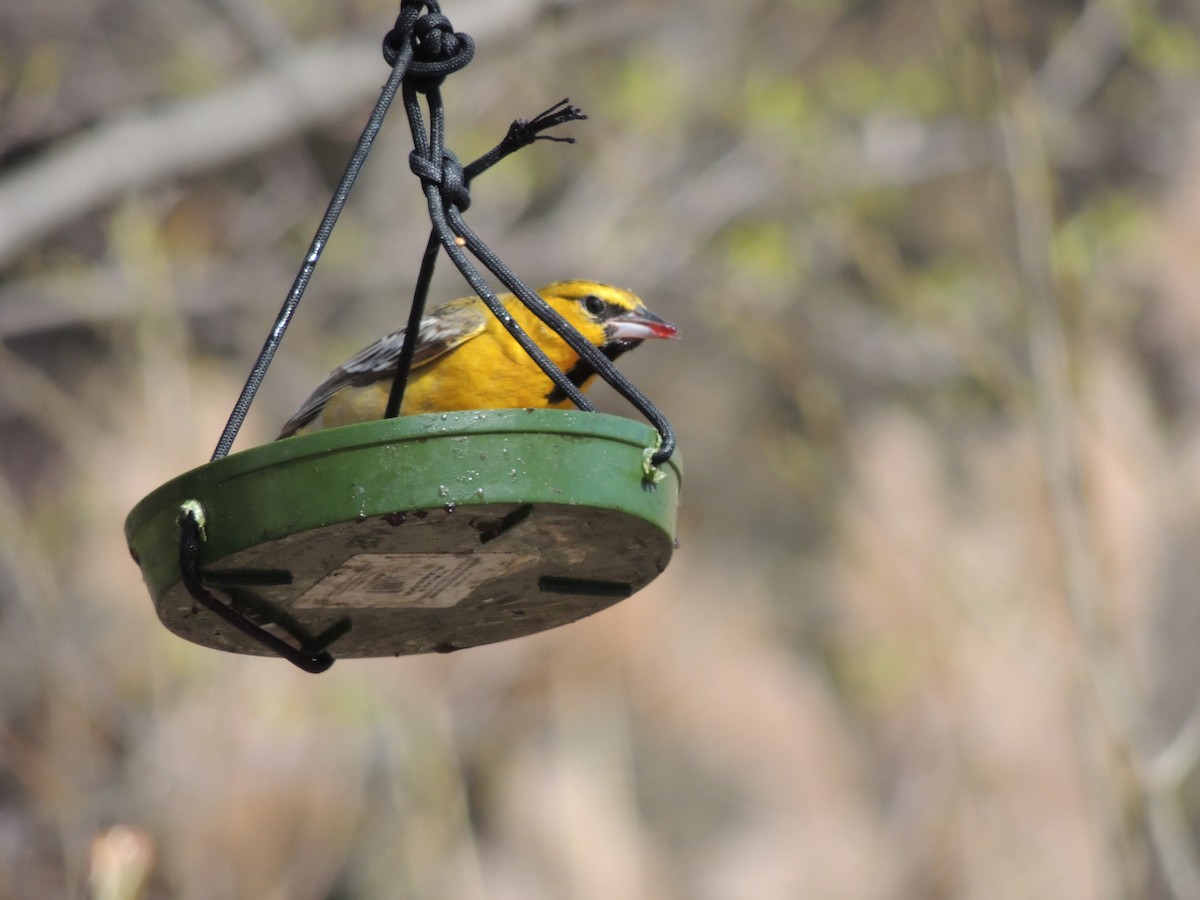 Bullock's Oriole - Paloma Plant