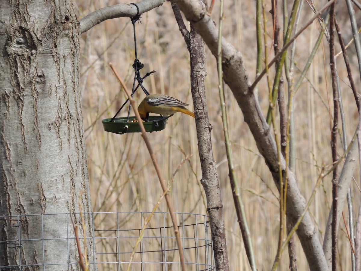 Bullock's Oriole - Paloma Plant