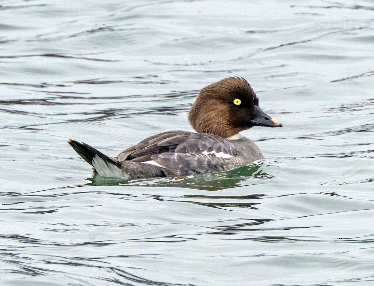 Common Goldeneye - ML617500128