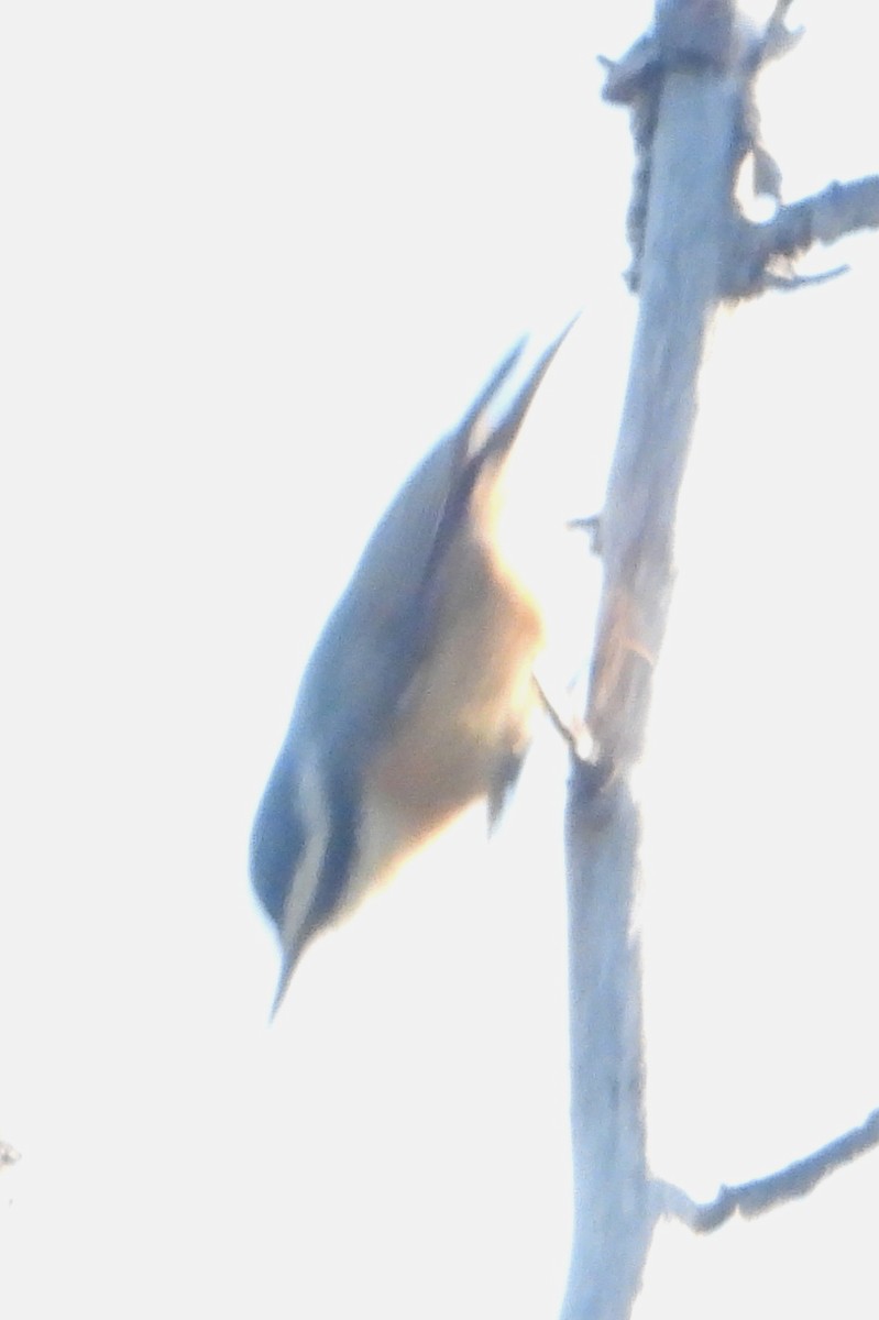 Red-breasted Nuthatch - ML617500130